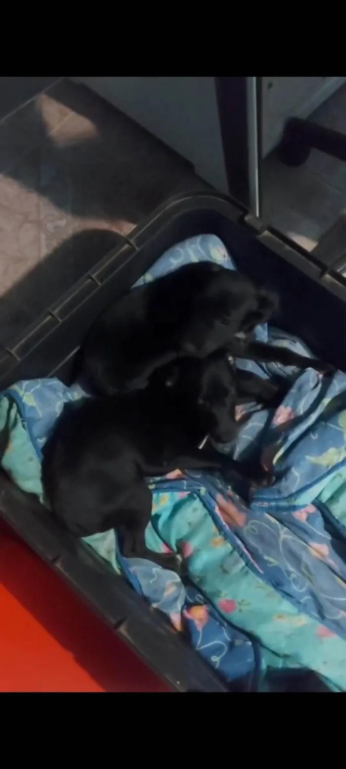 Cachorro ra a Pinscher idade 2 a 6 meses nome Wagner da silva almeda