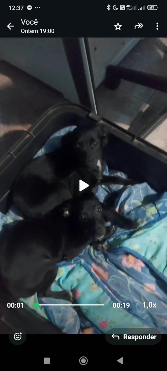 Cachorro ra a Pinscher idade 2 a 6 meses nome Wagner da silva almeda
