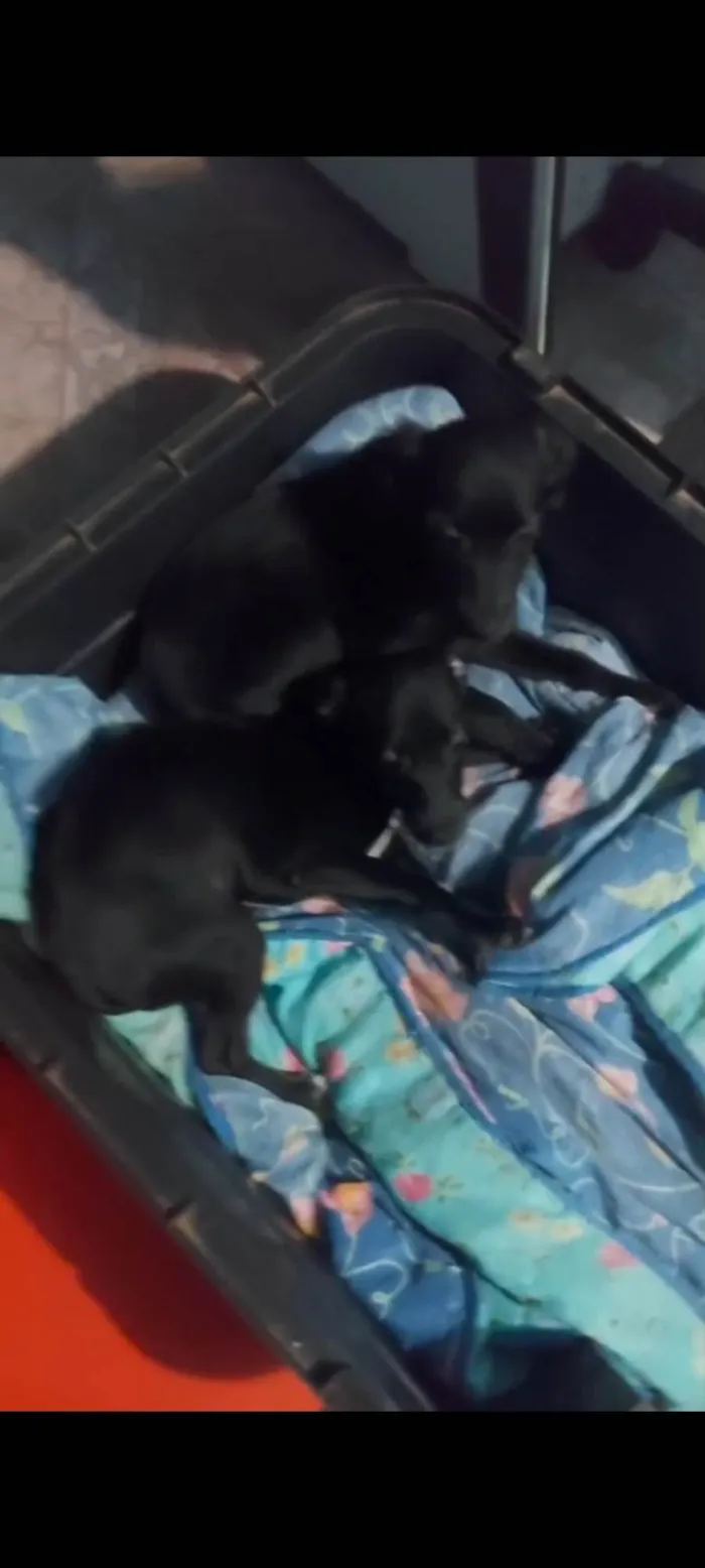 Cachorro ra a Pinscher idade 2 a 6 meses nome Wagner da silva almeda