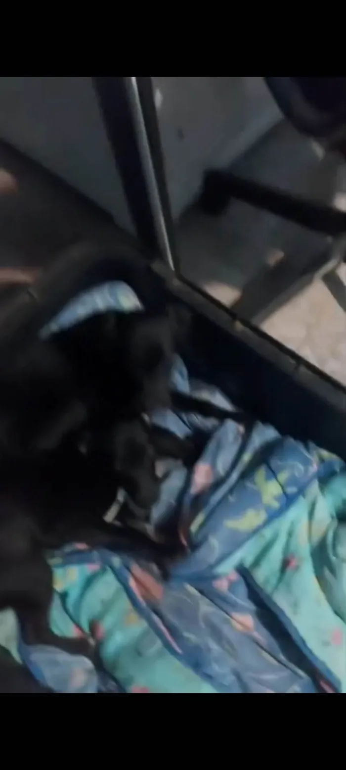 Cachorro ra a Pinscher idade 2 a 6 meses nome Wagner da silva almeda