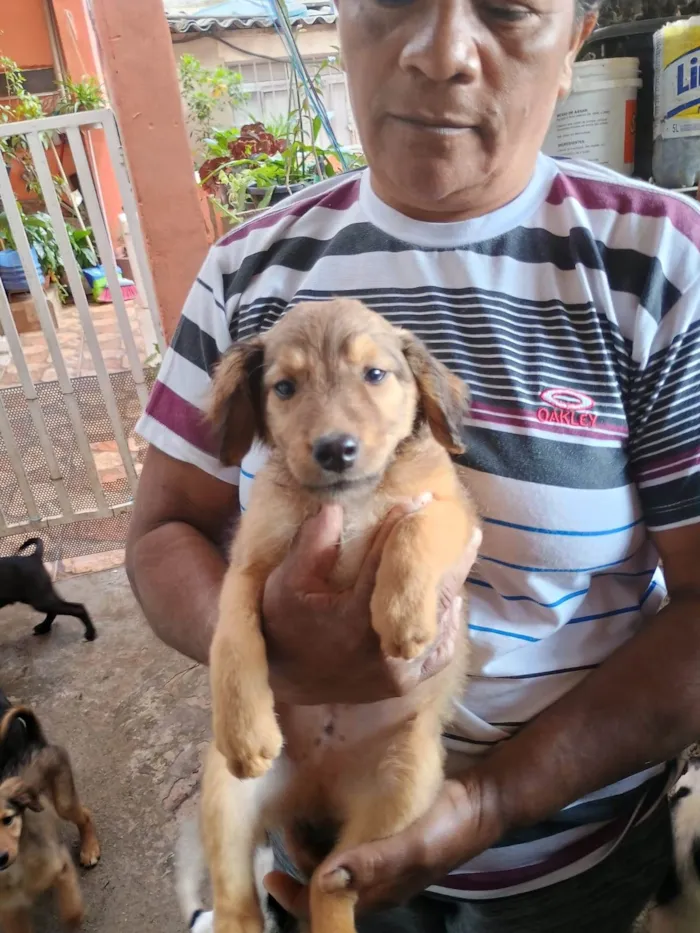 Cachorro ra a SRD-ViraLata idade 2 a 6 meses nome Caramelo 1
