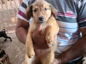 Cachorro raça SRD-ViraLata idade 2 a 6 meses nome Caramelo 1