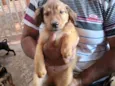 Caramelo 1