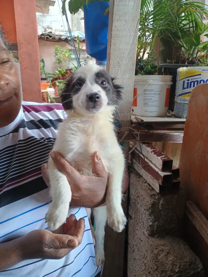 Cachorro ra a SRD-ViraLata idade 2 a 6 meses nome Boby