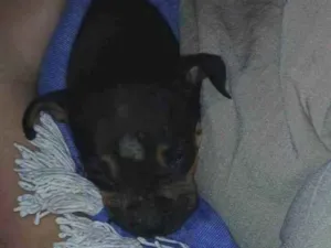 Cachorro raça Pit-Bull idade Abaixo de 2 meses nome Ainda nao tem nome