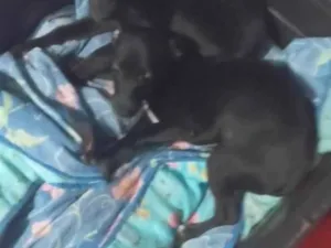 Cachorro raça Pinscher idade 2 a 6 meses nome Wagner da silva almeda