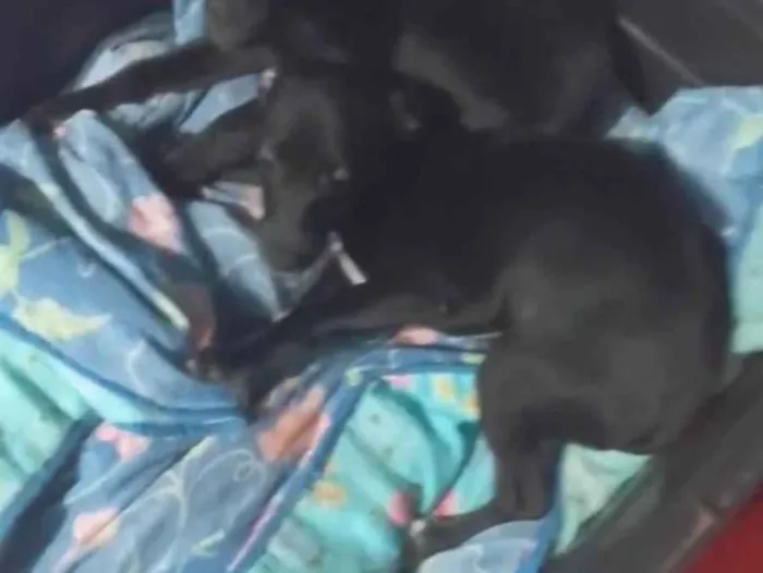 Cachorro ra a Pinscher idade 2 a 6 meses nome Wagner da silva almeda