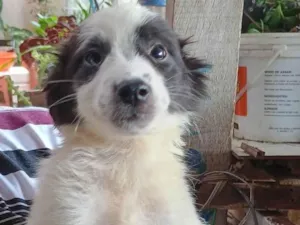 Cachorro raça SRD-ViraLata idade 2 a 6 meses nome Boby