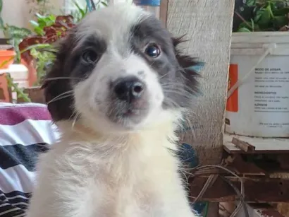 Cachorro raça SRD-ViraLata idade 2 a 6 meses nome Boby
