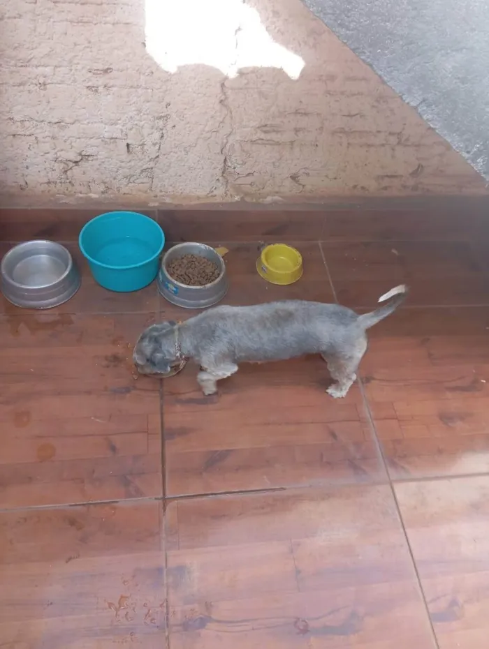 Cachorro ra a SRD-ViraLata idade 2 a 6 meses nome Jade
