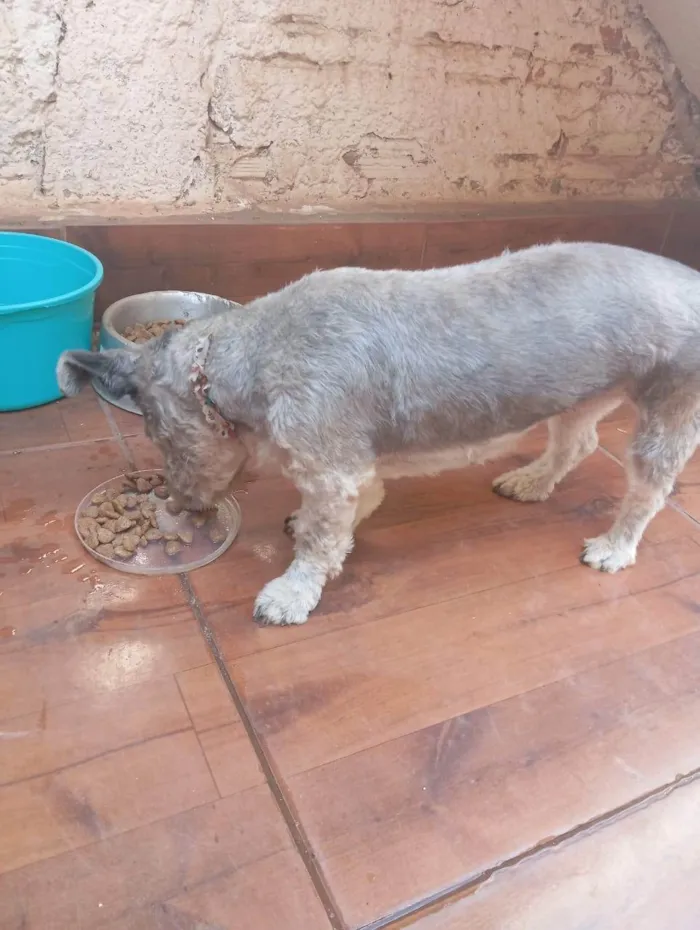 Cachorro ra a SRD-ViraLata idade 2 a 6 meses nome Jade