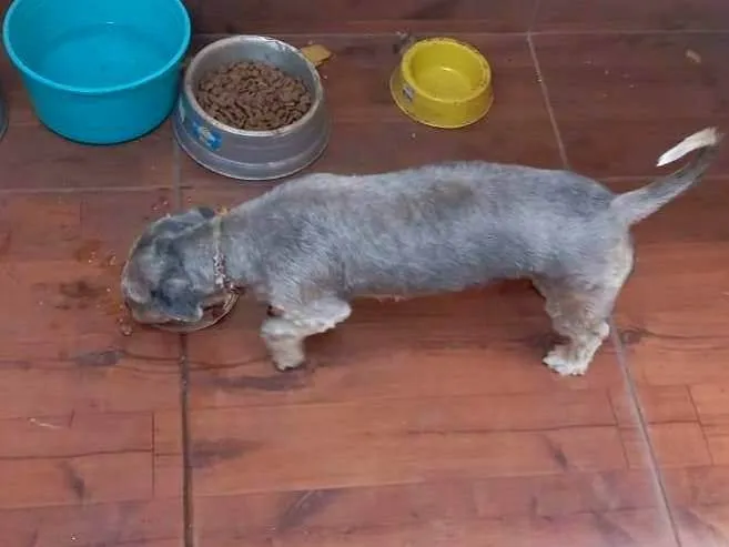 Cachorro ra a SRD-ViraLata idade 2 a 6 meses nome Jade
