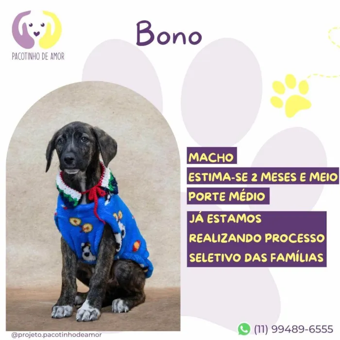 Cachorro ra a SRD-ViraLata idade 2 a 6 meses nome Bono