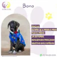 Bono