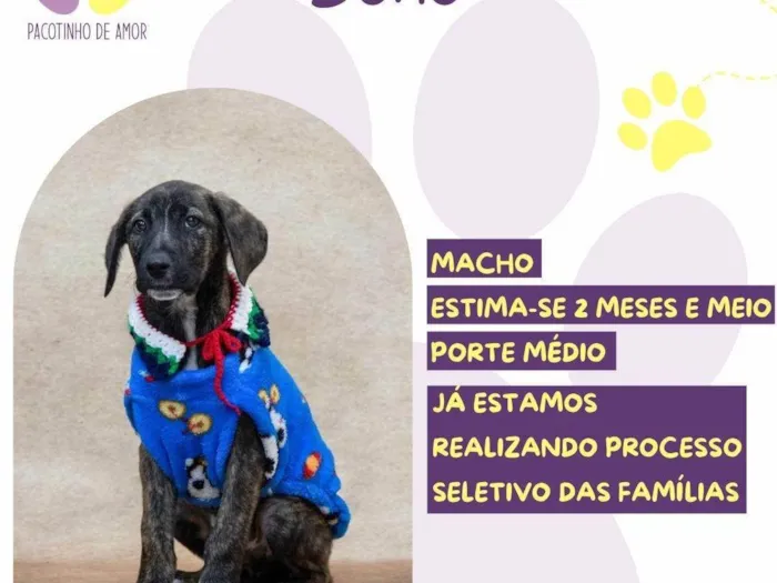 Cachorro ra a SRD-ViraLata idade 2 a 6 meses nome Bono