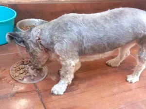 Cachorro raça SRD-ViraLata idade 2 a 6 meses nome Jade