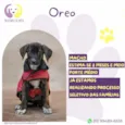 Oreo