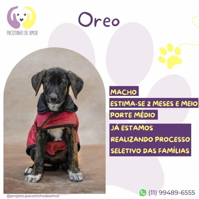 Cachorro ra a SRD-ViraLata idade 2 a 6 meses nome Oreo
