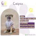 Calipso 