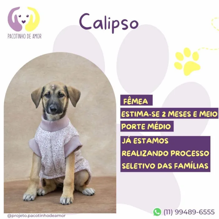 Cachorro ra a SRD-ViraLata idade 2 a 6 meses nome Calipso 