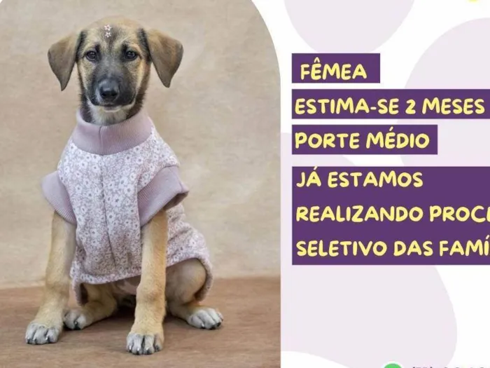 Cachorro ra a SRD-ViraLata idade 2 a 6 meses nome Calipso 