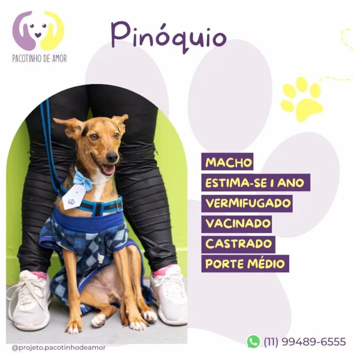 Cachorro ra a SRD-ViraLata idade 1 ano nome Pinóquio 