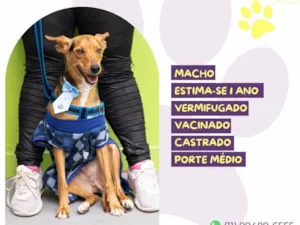 Cachorro raça SRD-ViraLata idade 1 ano nome Pinóquio 