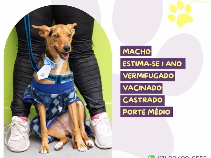 Cachorro ra a SRD-ViraLata idade 1 ano nome Pinóquio 