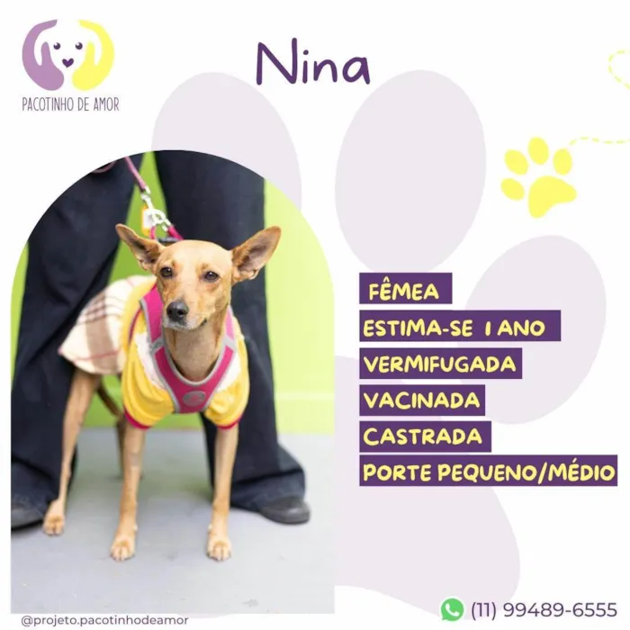 Cachorro ra a SRD-ViraLata idade 1 ano nome Nina