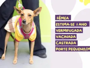 Cachorro raça SRD-ViraLata idade 1 ano nome Nina