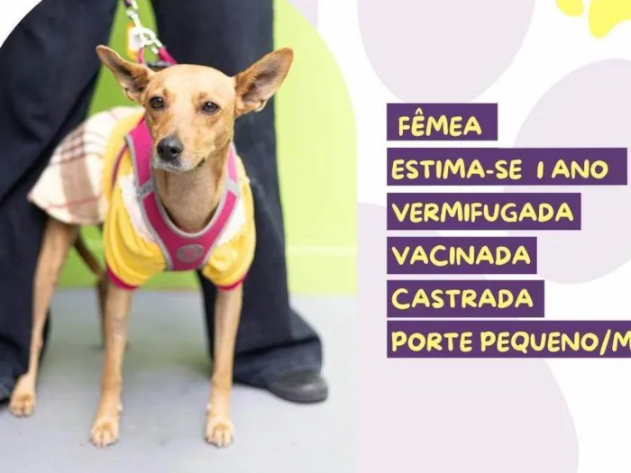 Cachorro ra a SRD-ViraLata idade 1 ano nome Nina