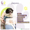 Jasmin