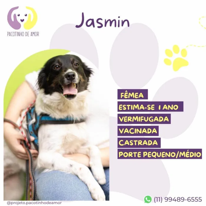 Cachorro ra a SRD-ViraLata idade 1 ano nome Jasmin