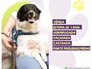 Cachorro raça SRD-ViraLata idade 1 ano nome Jasmin