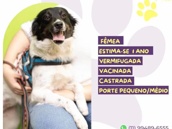 Cachorro ra a SRD-ViraLata idade 1 ano nome Jasmin