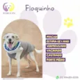 Floquinho