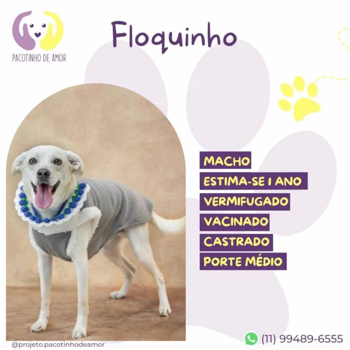 Cachorro ra a SRD-ViraLata idade 1 ano nome Floquinho