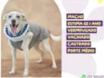 Floquinho