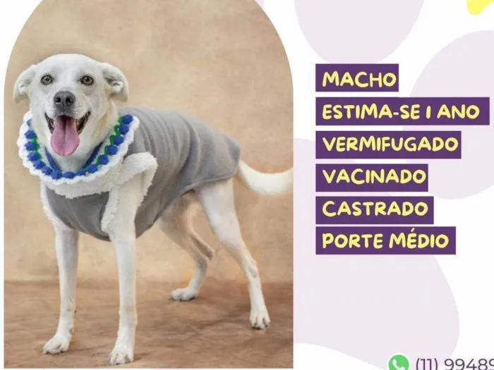 Cachorro ra a SRD-ViraLata idade 1 ano nome Floquinho