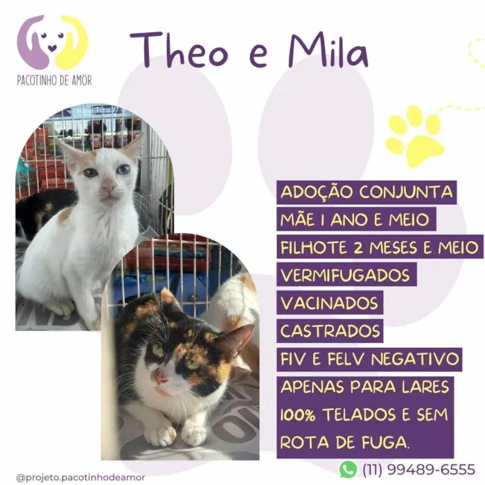 Gato ra a SRD-ViraLata idade 1 ano nome Theo e Mila