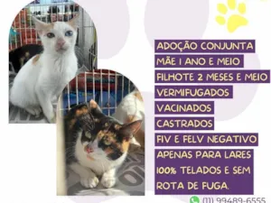 Gato raça SRD-ViraLata idade 1 ano nome Theo e Mila