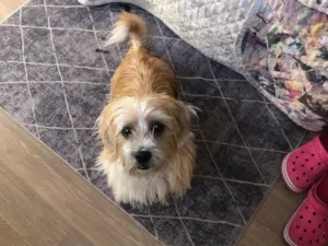 Cachorro raça SRD-ViraLata idade 7 a 11 meses nome Scoob