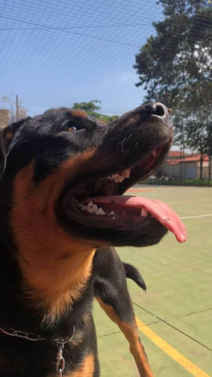 Cachorro ra a Rottweiler idade 4 anos nome Jake