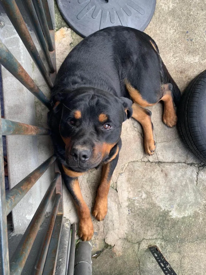 Cachorro ra a Rottweiler idade 4 anos nome Jake