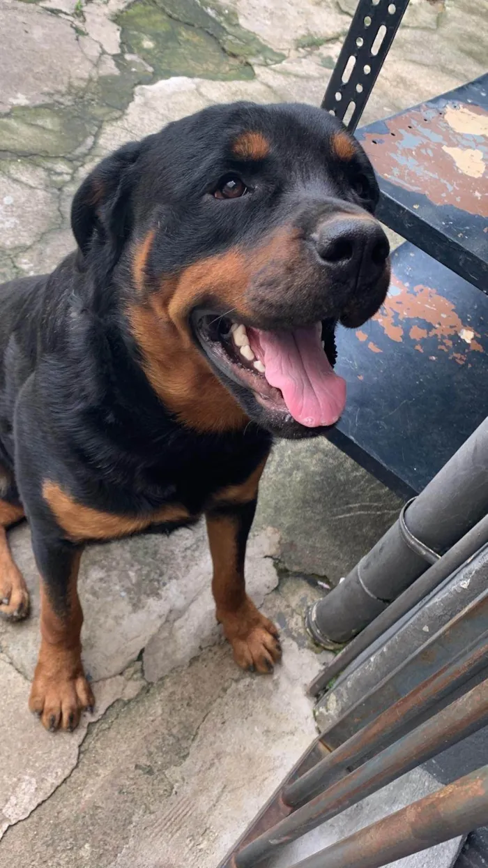 Cachorro ra a Rottweiler idade 4 anos nome Jake