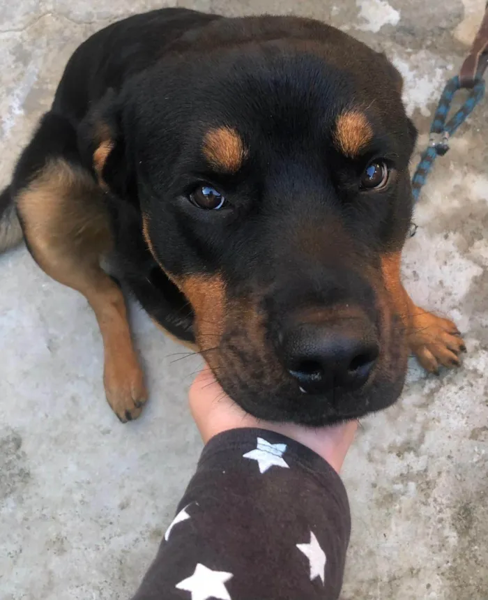 Cachorro ra a Rottweiler idade 4 anos nome Jake