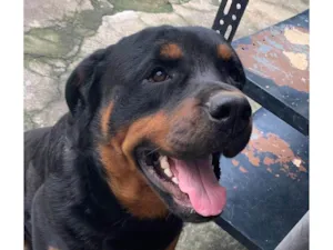 Cachorro raça Rottweiler idade 4 anos nome Jake