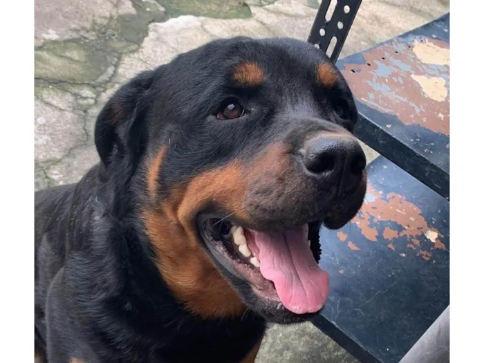 Cachorro ra a Rottweiler idade 4 anos nome Jake