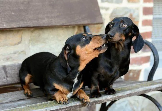 Cachorro ra a SRD-ViraLata idade 5 anos nome Scooby