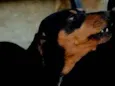 Scooby